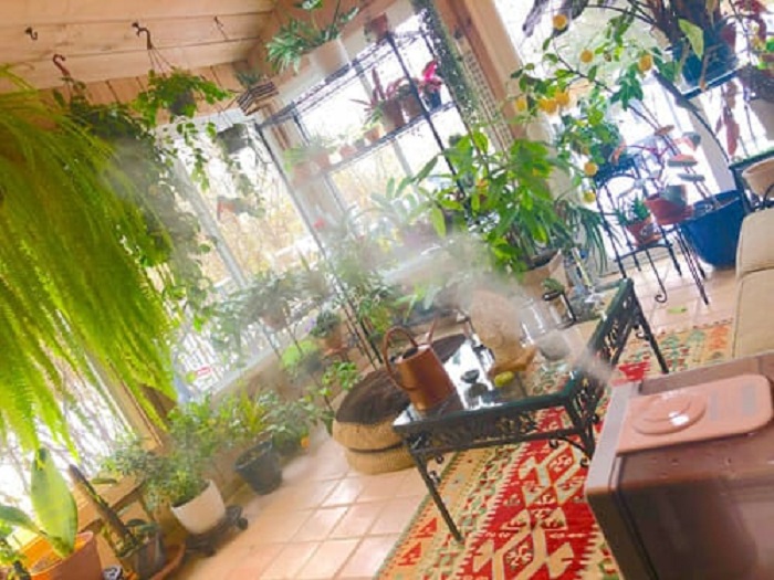 How long to run the humidifier for plants