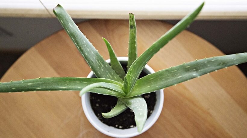 How to Grow White Aloe Vera