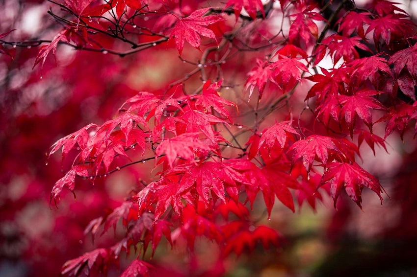 Which Japanese Maple is the Reddest