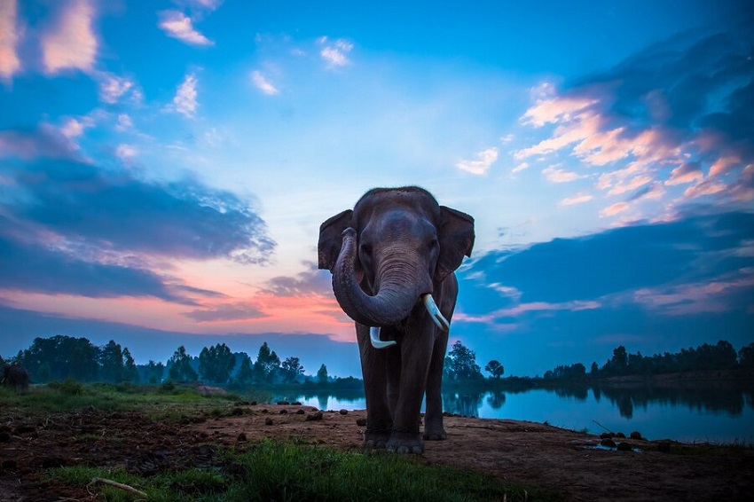 Exploring the Best Elephant Sanctuary in the World